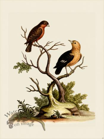 Edwards 083 Little Bull-Finch